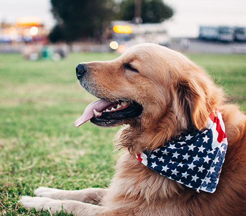 Dog with an American flag scarf