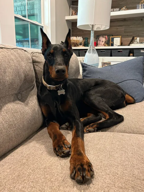 Nova